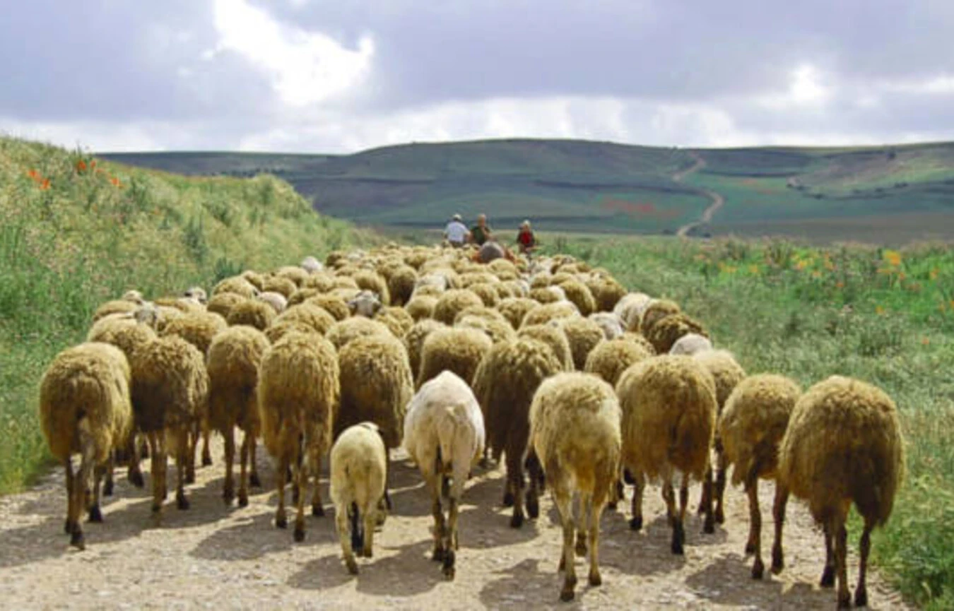 Best leaders follow