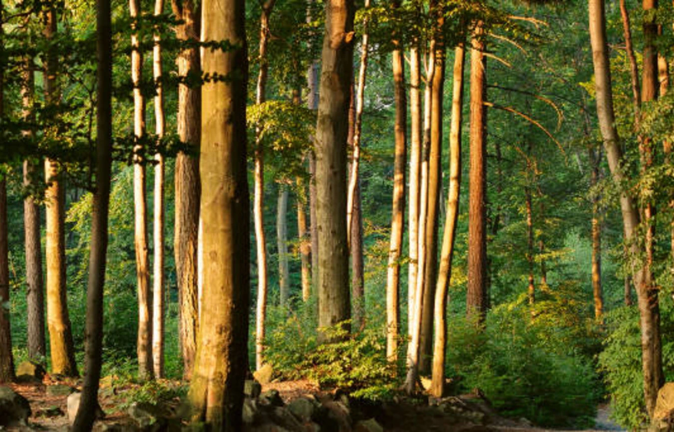 Using Emotional And Cultural Intelligence To Boost Your Brand